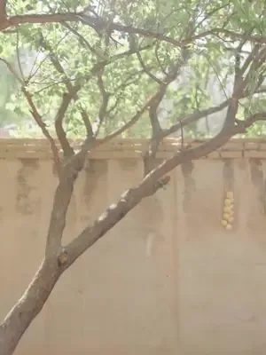 Poor Boy, Hidden Genius