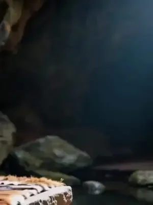 The Snake Bride Fled With The Dragon Egg